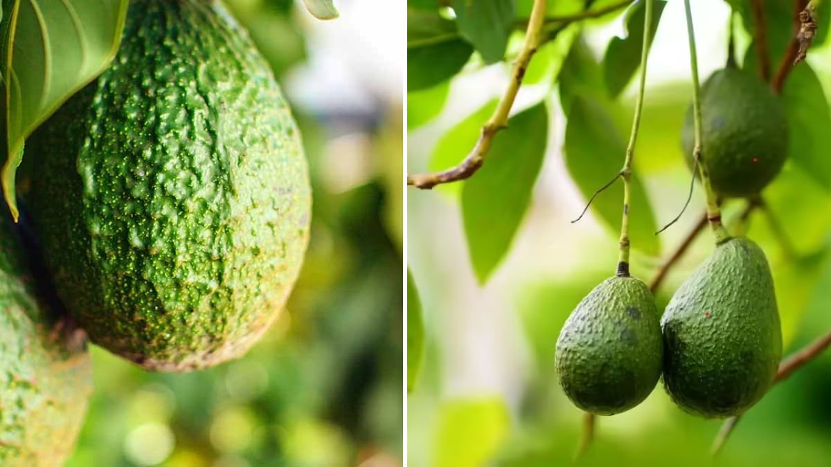 How to Make Your Avocado Tree Produce Abundant Fruits at Home