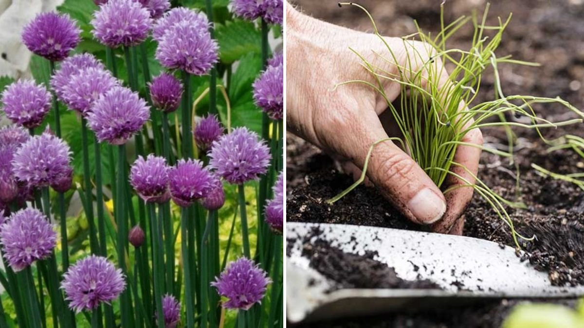 Chive Tip: How to Grow and Maintain Chives for Maximum Flavor