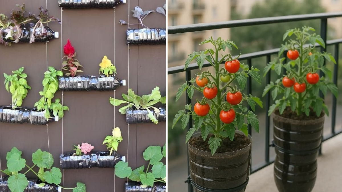 Transform Your Space: How to Create a Thriving PET Bottle Garden at Home
