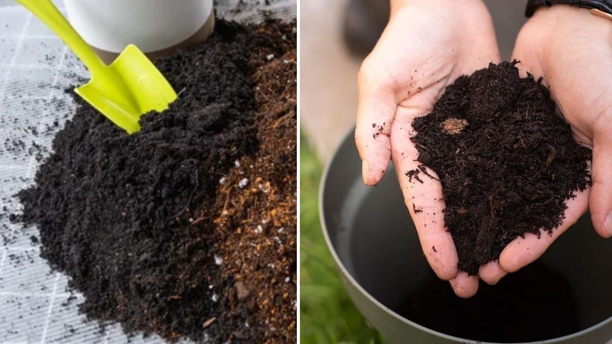 The Perfect Substrate: How to Create Ideal Soil for Healthy Plants