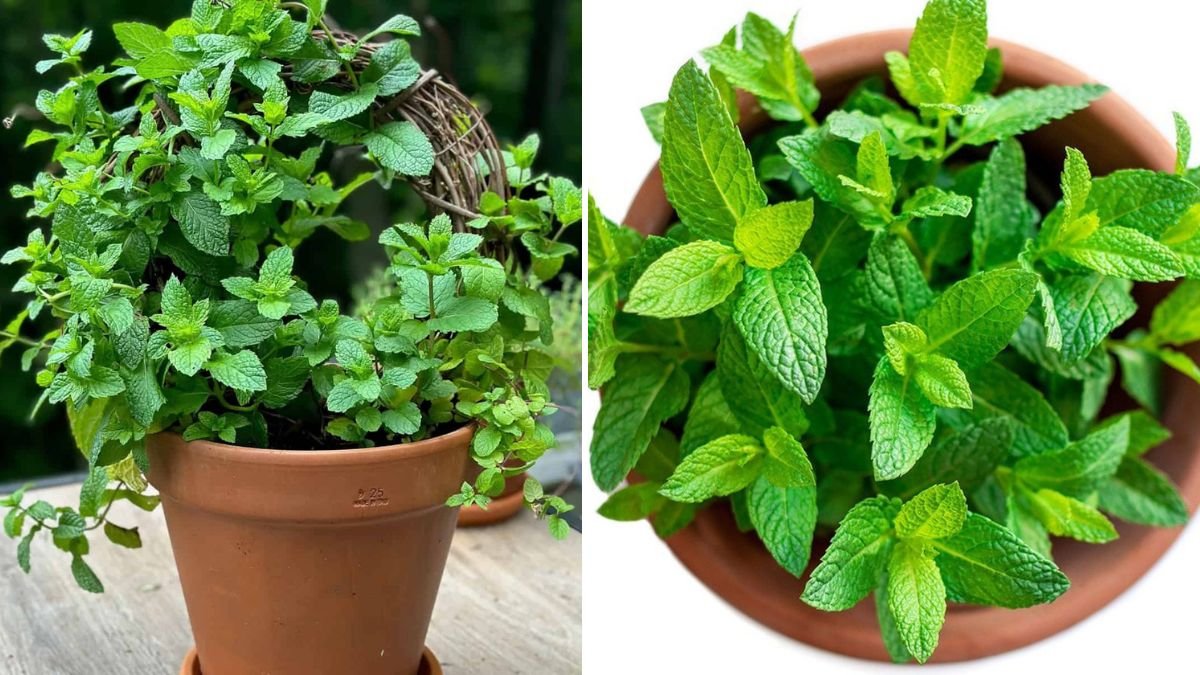 How to Grow Mint: A Complete Guide for Thriving Plants at Home