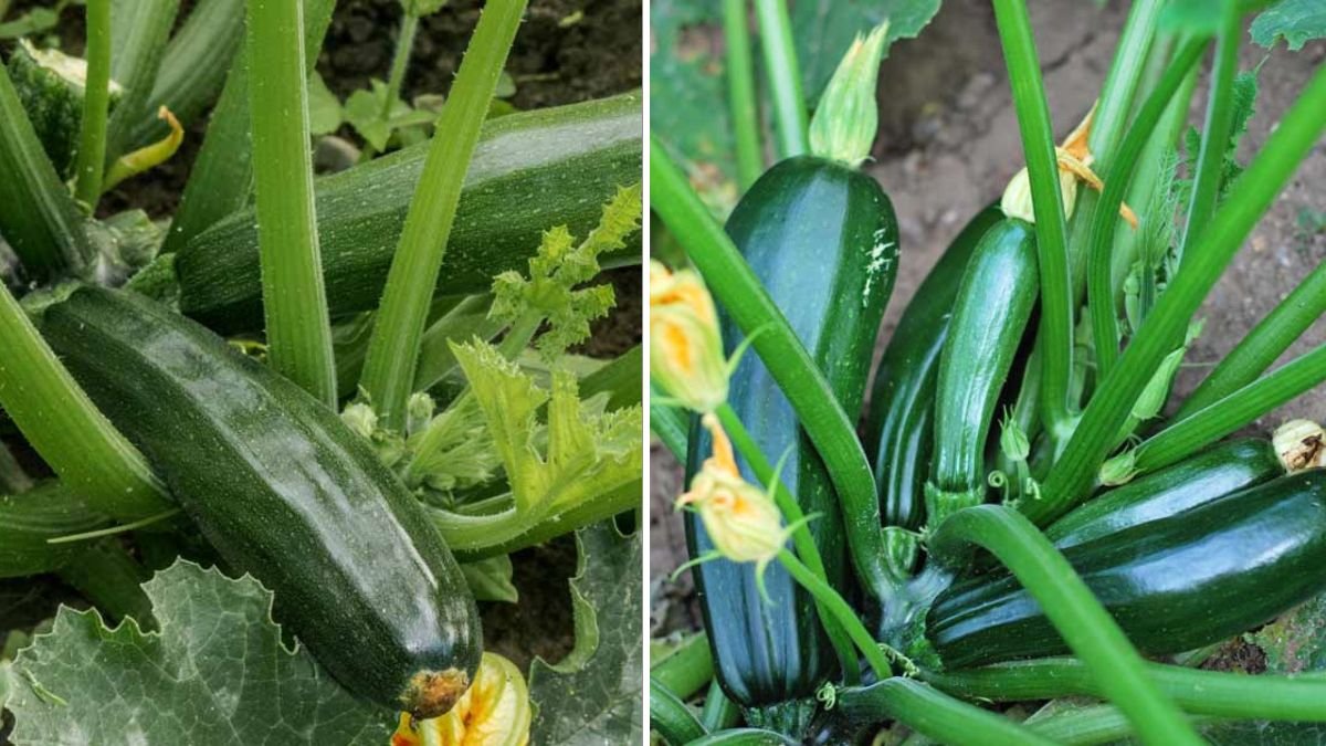 How to Grow Zucchini in Your Backyard for Big Yields and Healthy Plants