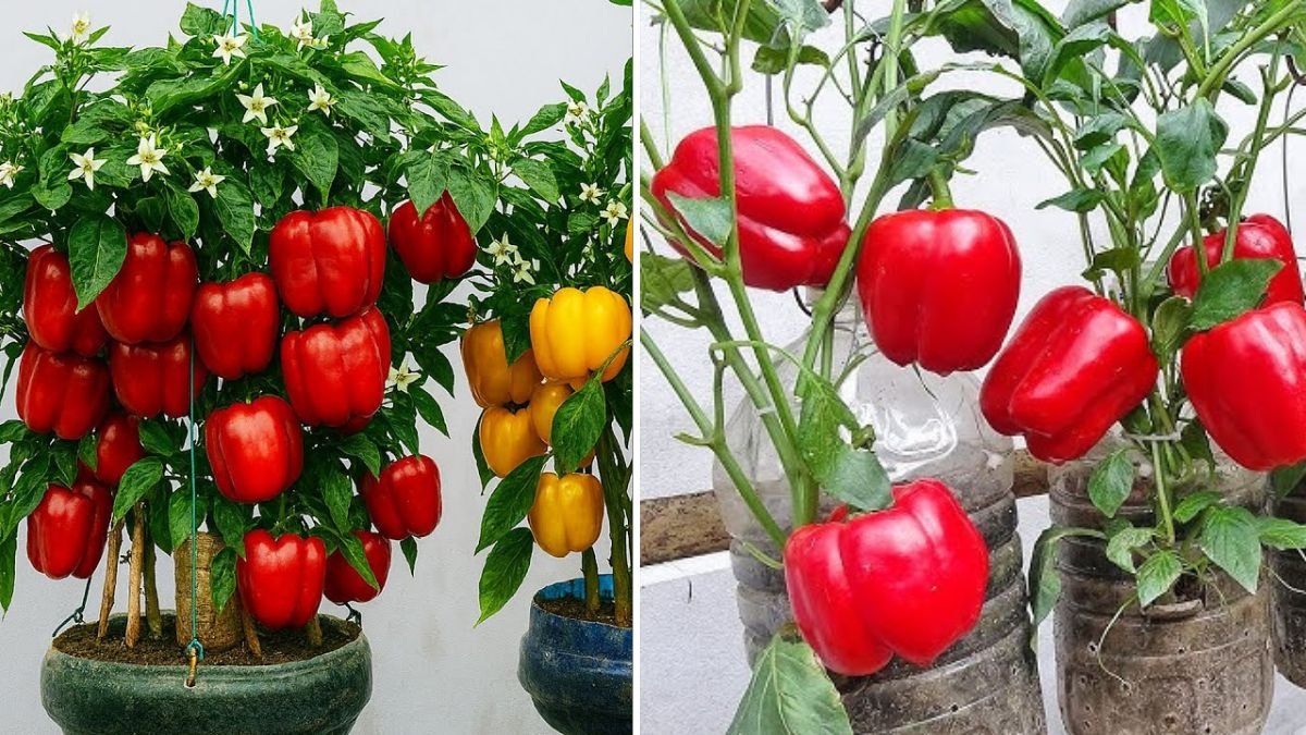 DIY Wall Garden: Grow Abundant Bell Peppers in Recycled Bottles