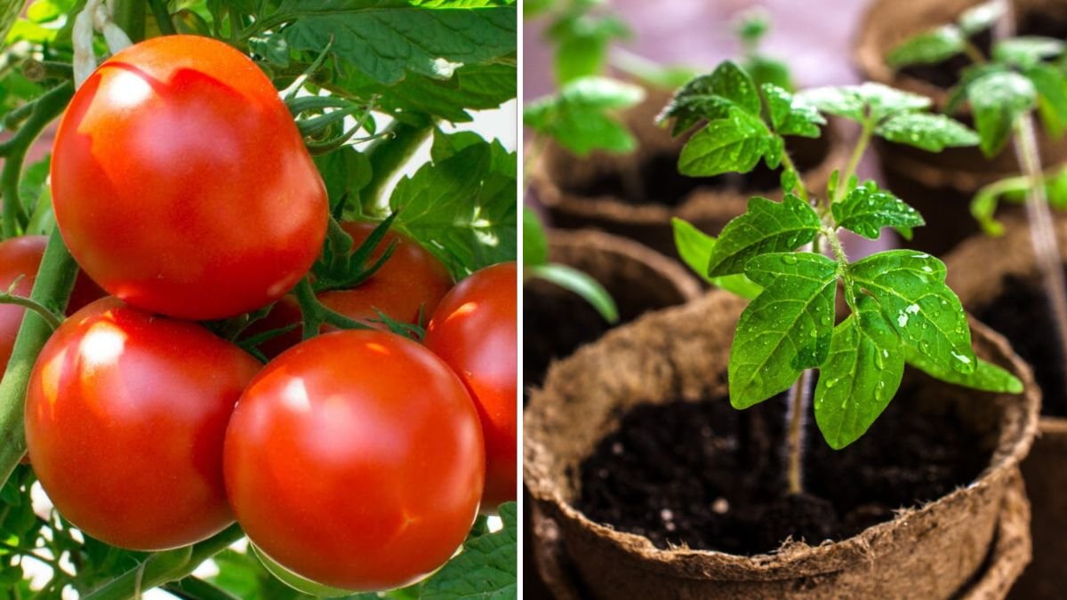 Beginner-Friendly Tomato Gardening: Simple Steps to Grow Juicy, Healthy Tomatoes at Home