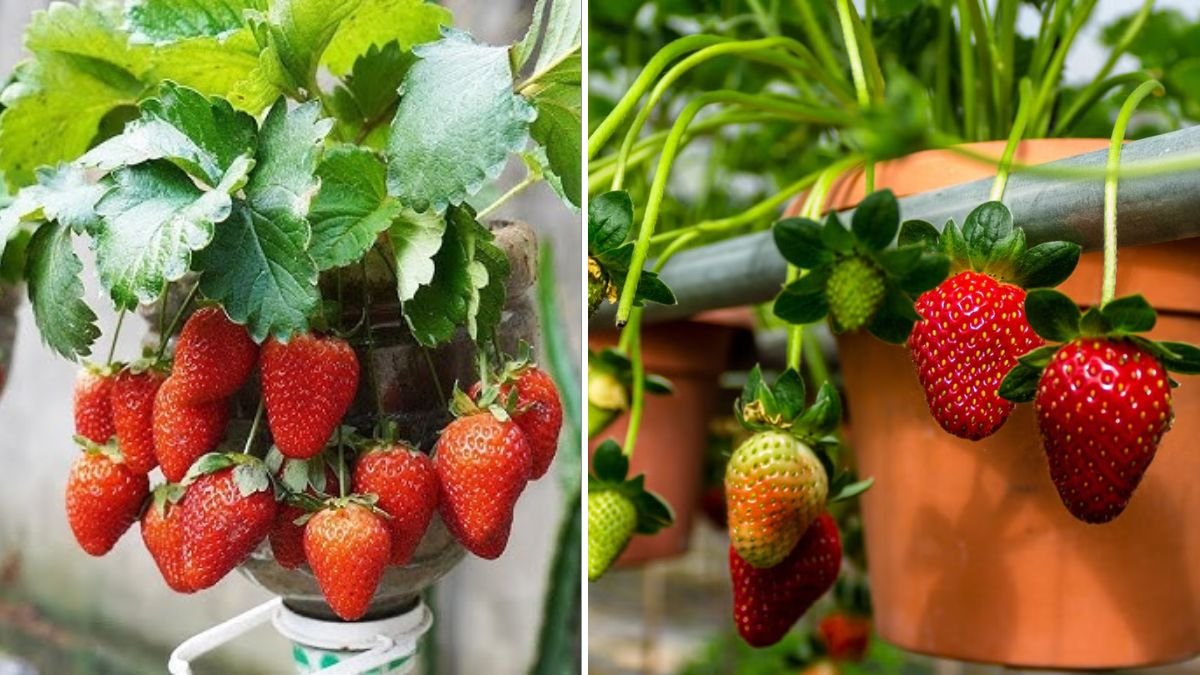 5 Crazy Simple Bottle Hacks to Grow Juicy Strawberries Fast at Home