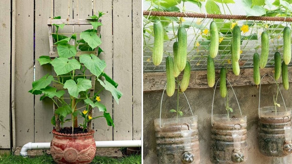 GROWING BIG, SWEET CUCUMBER IN PLASTIC BOXES IS EASY!