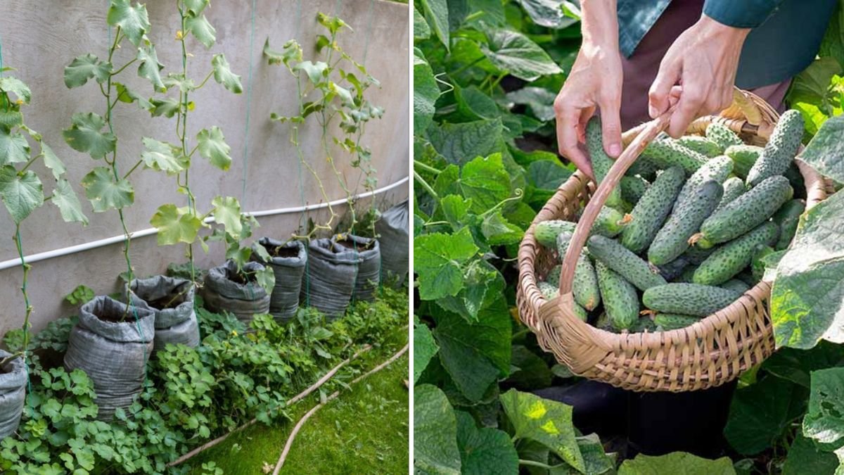 How to Grow HUGE Cucumbers in Tires Using Simple Recycled Gardening Methods