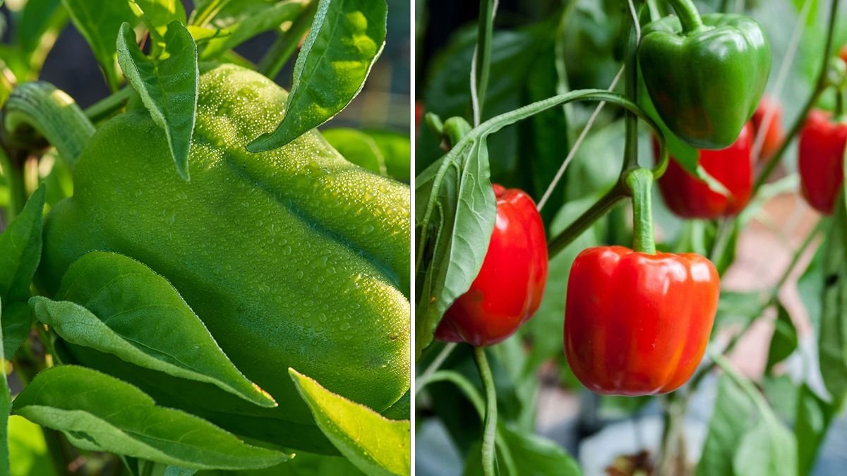 Secret to Growing Enormous Peppers: Boost Size, Flavor, and Yield Naturally