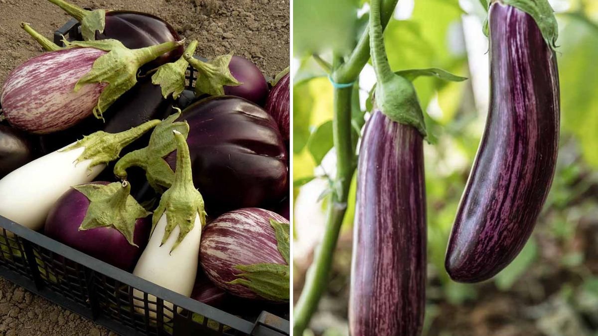 Discover the Secret to Growing Eggplant Easily for Heavy and Healthy Harvests