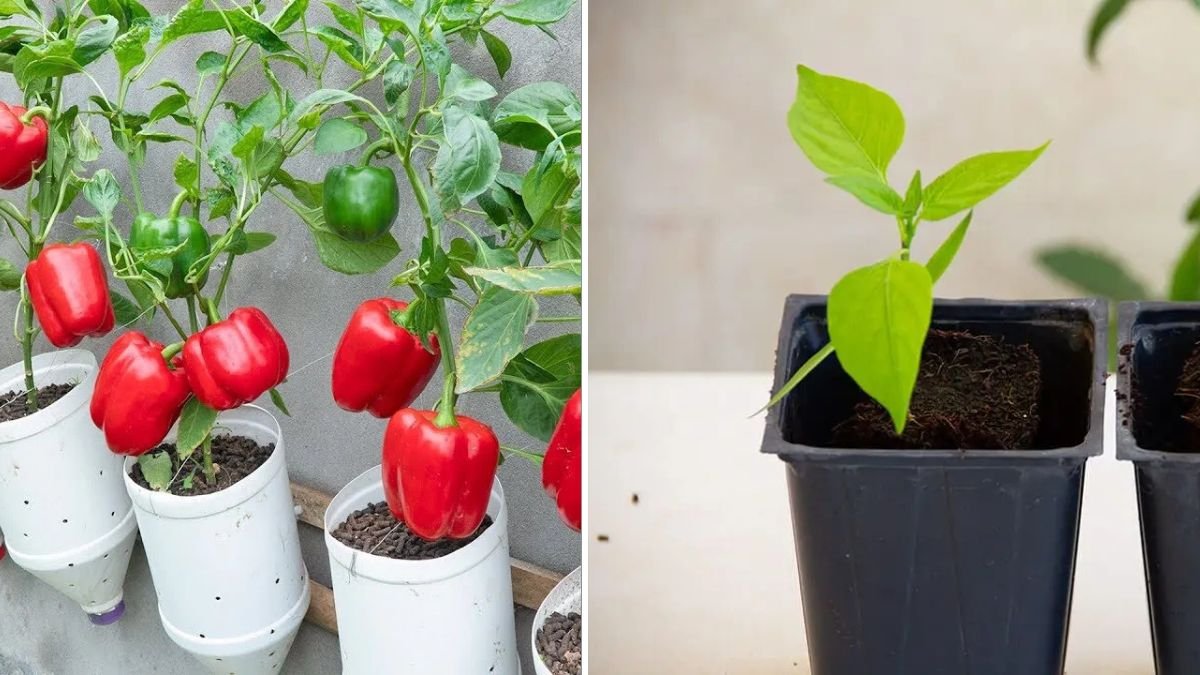Plastic Bottles Transformed into a Breathtaking Balcony Bell Pepper Garden