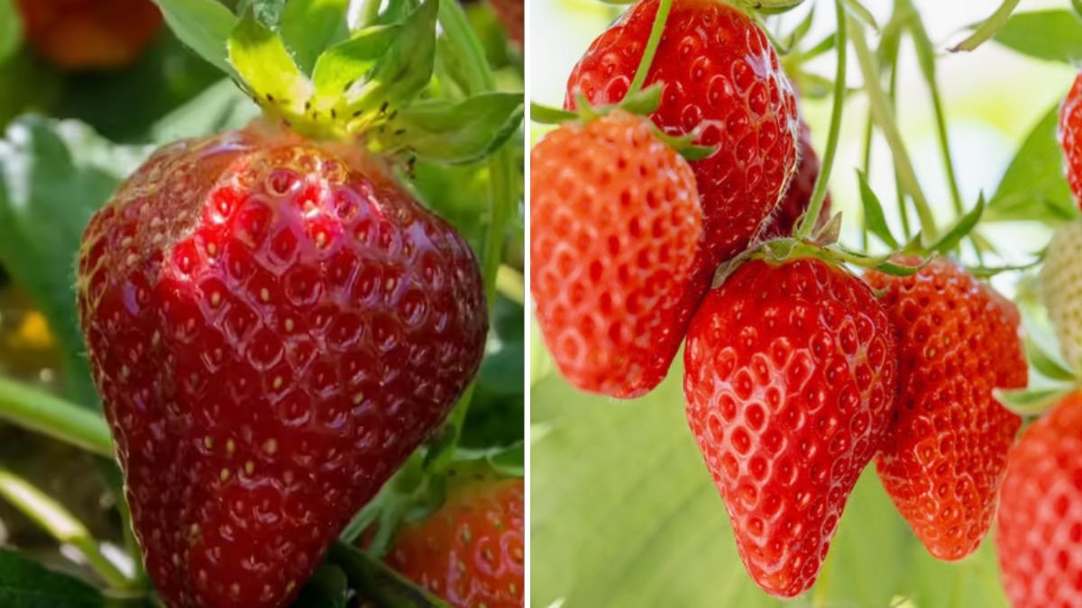 Discover the Secret Techniques to Grow Juicy and Abundant Strawberries on Your Balcony