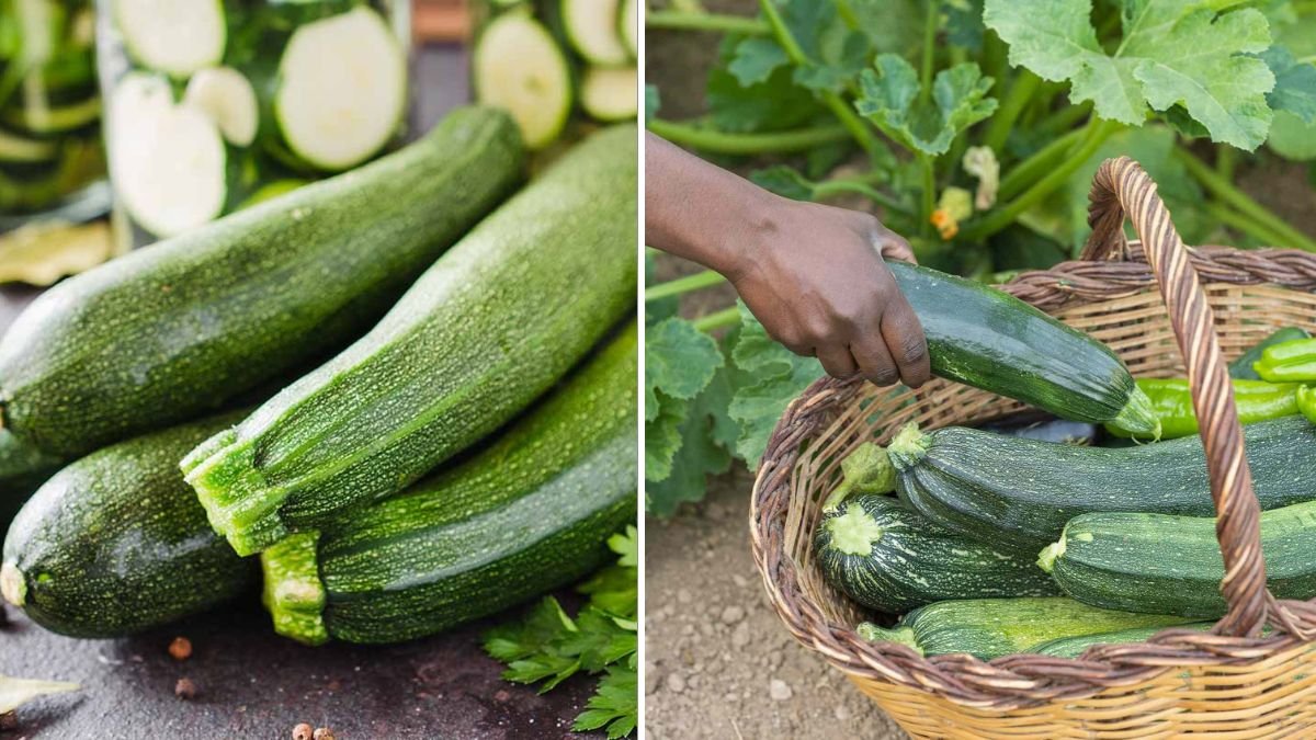Effortless Zucchini Gardening: Easy Techniques for a Bountiful Harvest in Any Space