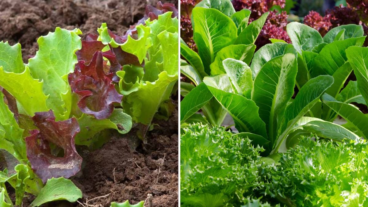 Grow Fresh, Crisp Lettuce in Plastic Tubs Easily at Home