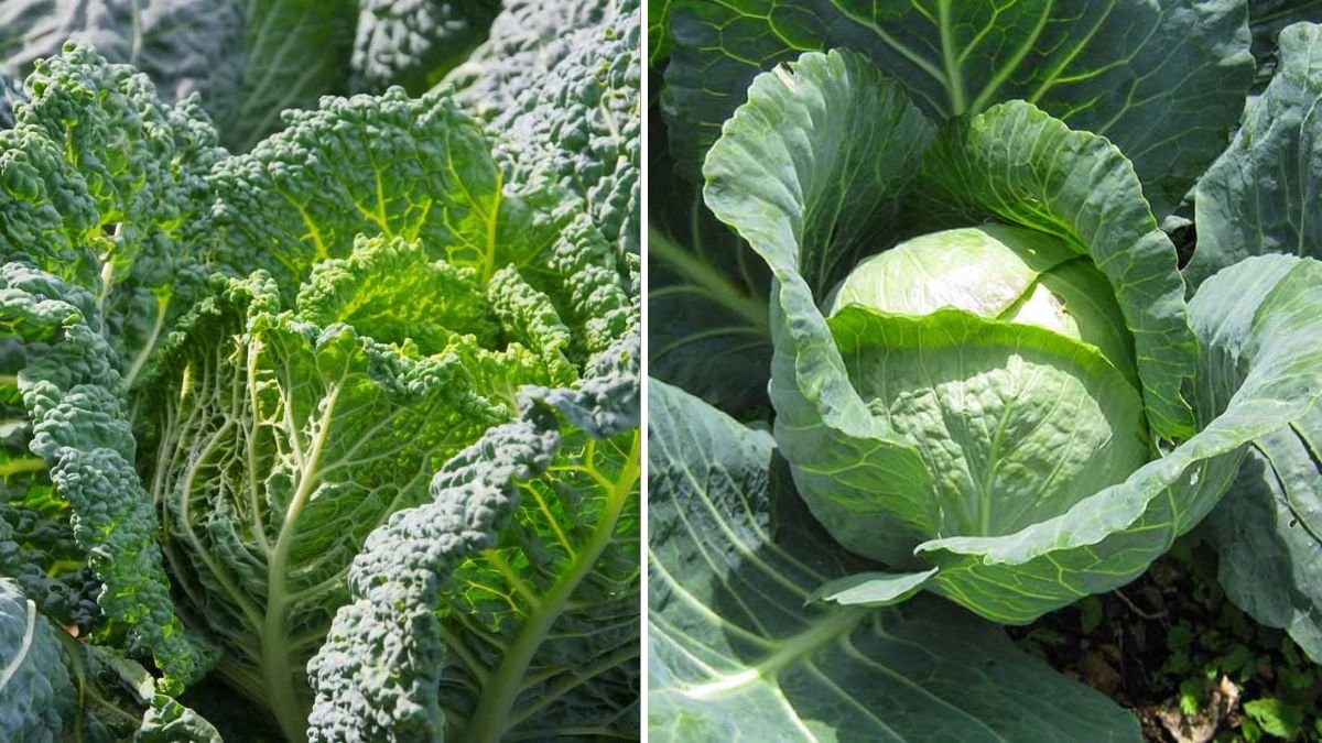 Grow Cabbage in Pots: Big, Fresh Heads at Home Garden Made Easy