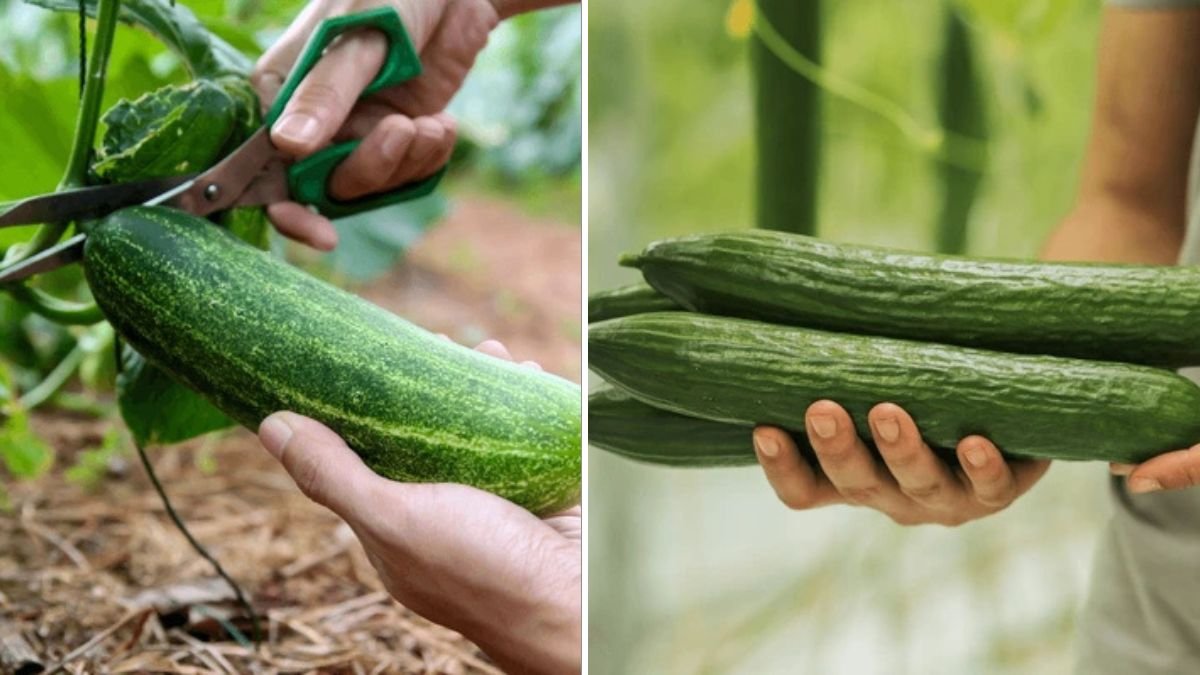 Grow Giant Cucumbers in Tubs with Huge Harvests — Simple Method for Home Gardeners