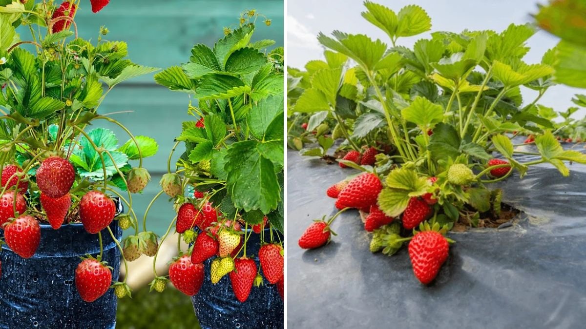 Grow & Harvest Strawberries at Home: Hanging Pot Garden Tips for Sweet, Juicy Results