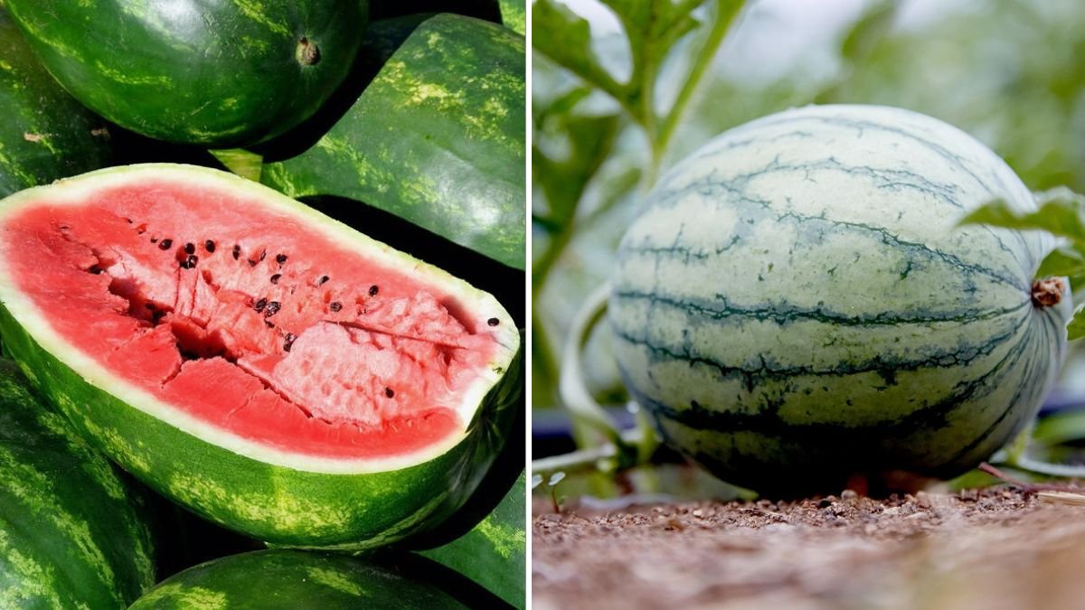 Growing Watermelons at Home Has Never Been Easier: Simple Container and Backyard Guide