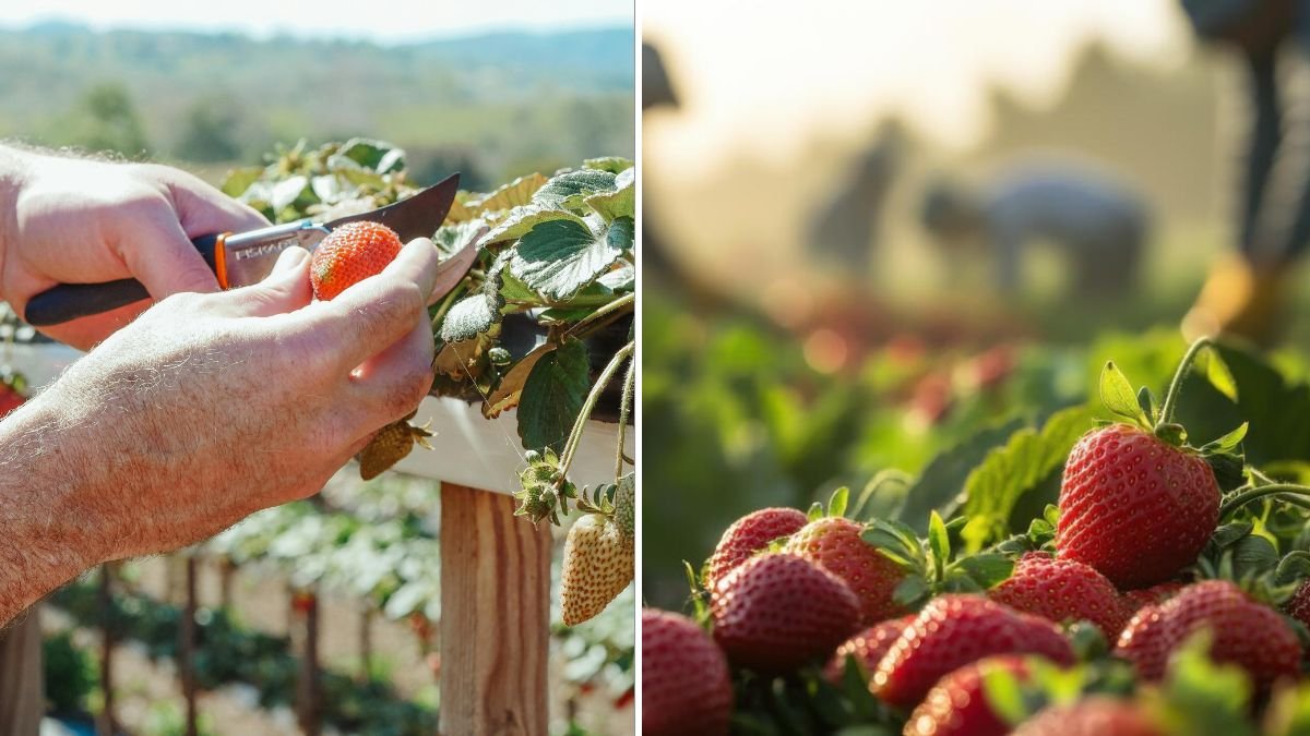 Beautiful and Delicious Balcony Strawberry Growing Ideas – Turn Small Spaces into Sweet Berry Gardens