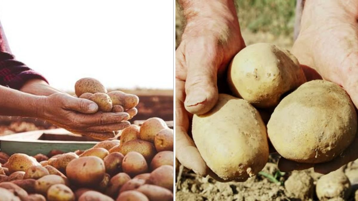 The Secret to Growing Potatoes on the Roof – High-Yield Rooftop Gardening Made Easy