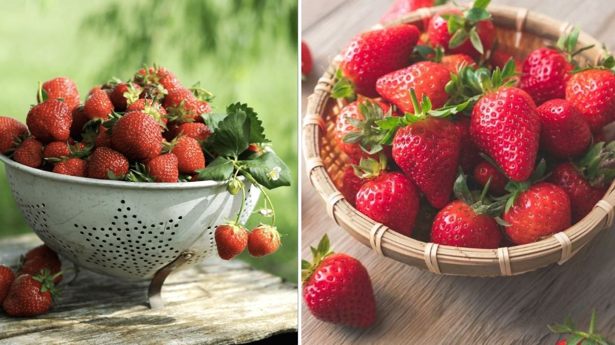 How to Grow Strawberries in Hanging Pots: Beautiful Plants and Sweet Home-Grown Berries