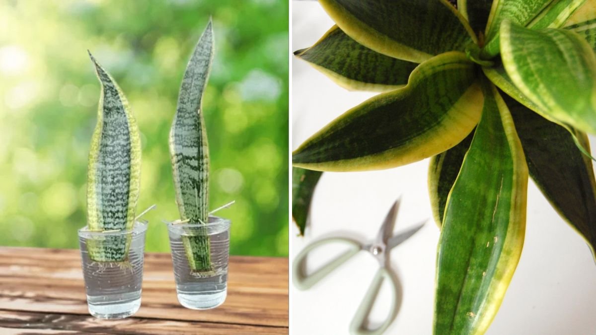 Growing Healthy Snake Plant Pups Using Water Propagation Techniques for Soil Free Success