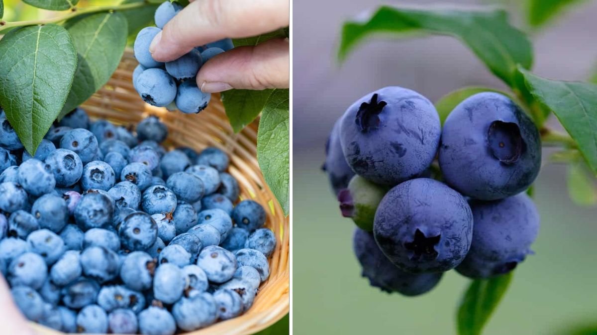 Comprehensive Guide to Pruning Blueberry Bushes for Optimal Growth and Fruit Production