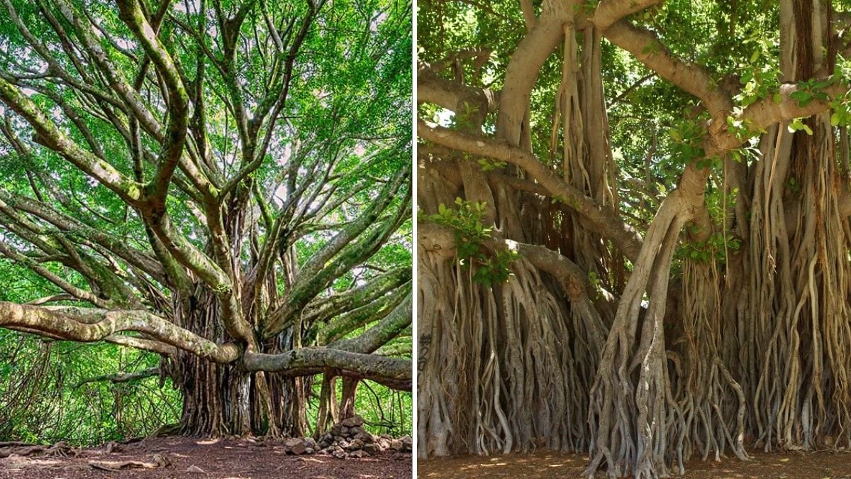 Easy Steps to Grow Banyan Fig as a Charming Mini Shade Tree at Home