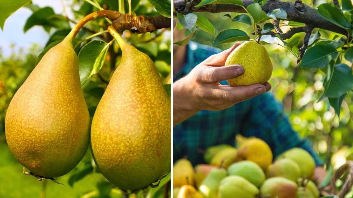 Effective Strategies for Successfully Growing Pear Trees in Cold Climate Areas Without Compromising Health and Yield
