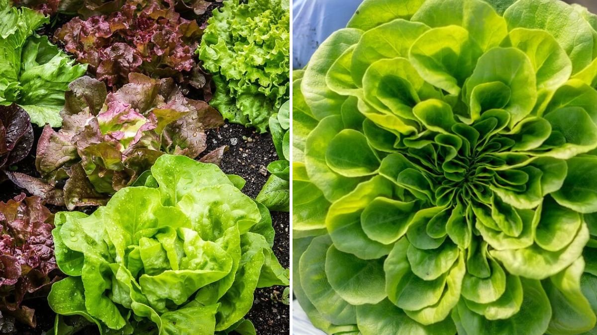 Discover the Secrets to Growing Crisp Lettuce in Your Home Garden