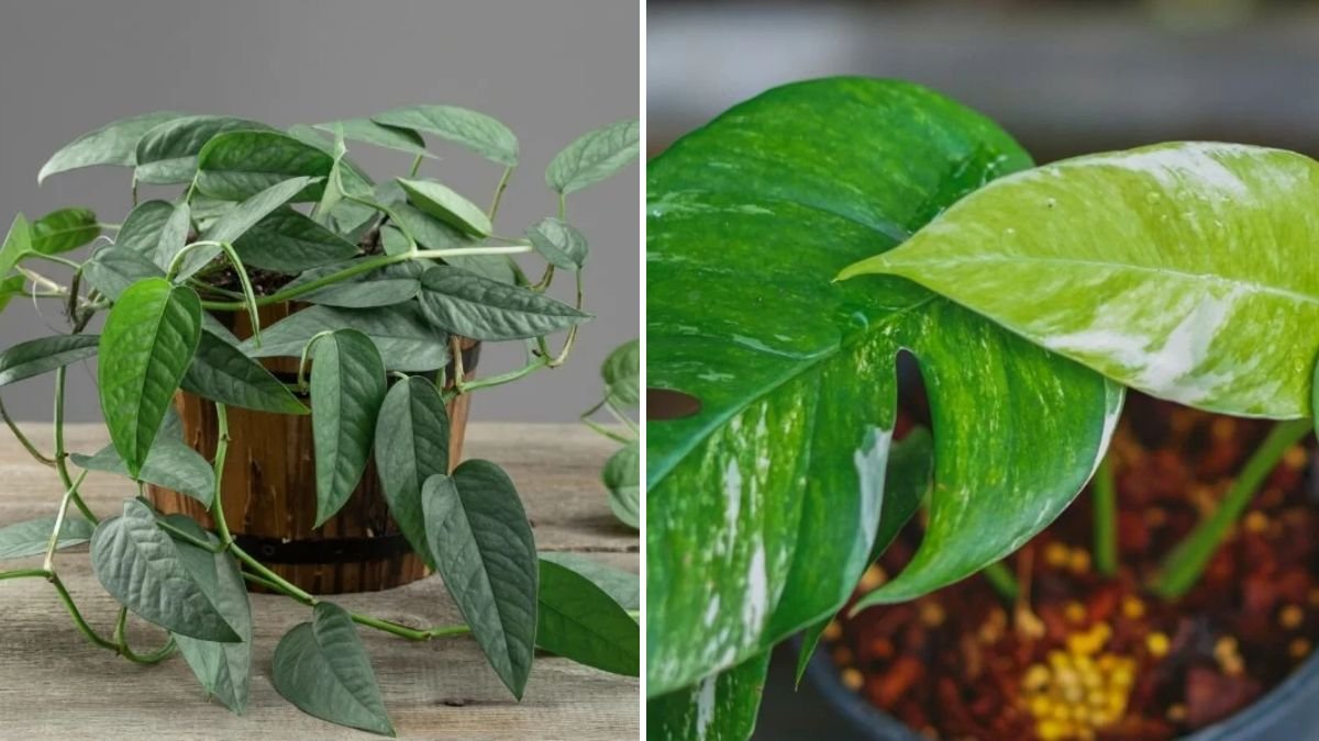 The Ultimate Guide to Successfully Growing Cebu Blue Pothos for a Lush Green Home