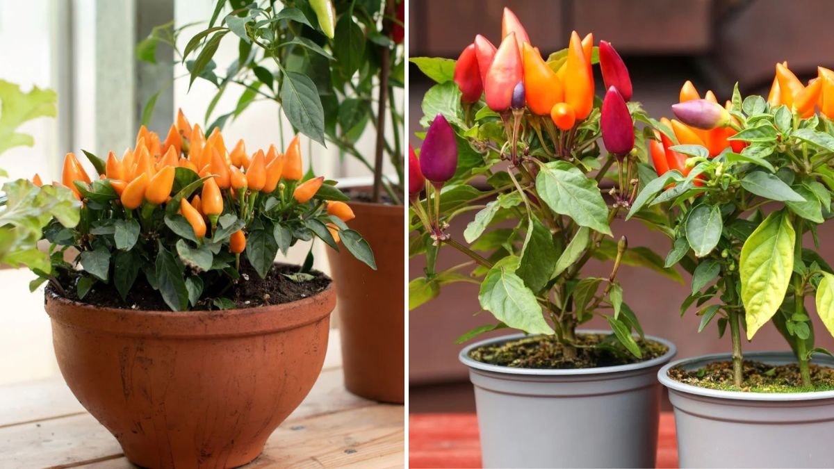 How to Successfully Grow Snack Peppers in Containers for Tiny Spaces