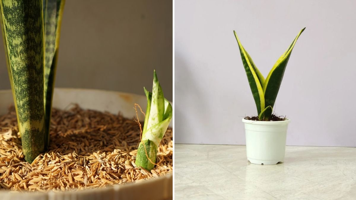 Growing Healthy Snake Plant Pups Without Soil a Comprehensive Guide for Beginners