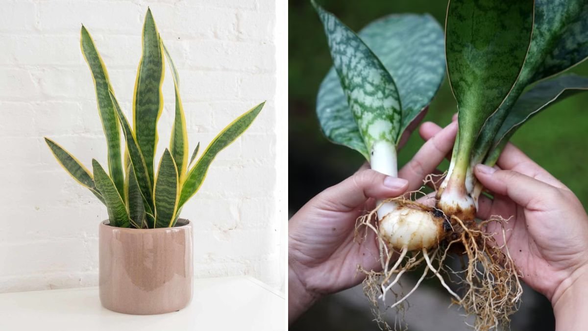 Growing Healthy Snake Plant Pups Without Soil a Comprehensive Guide for Beginners