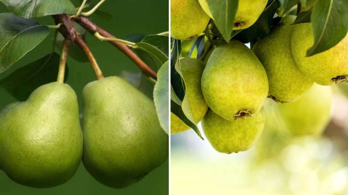 Simple Steps for Successfully Growing Early Pears in the Canadian Climate
