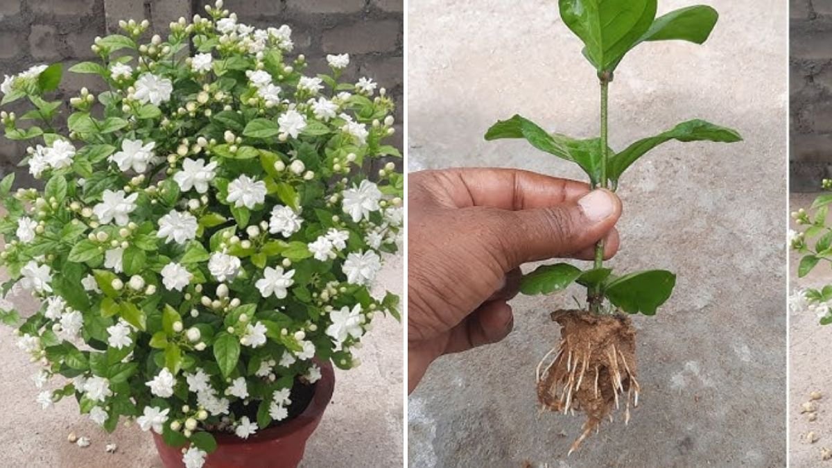 Discover How to Easily Grow Jasmine Mogra From Cuttings at Home