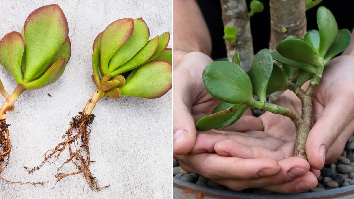 Simple Methods for Multiplying Jade Plants at Home for Beginners