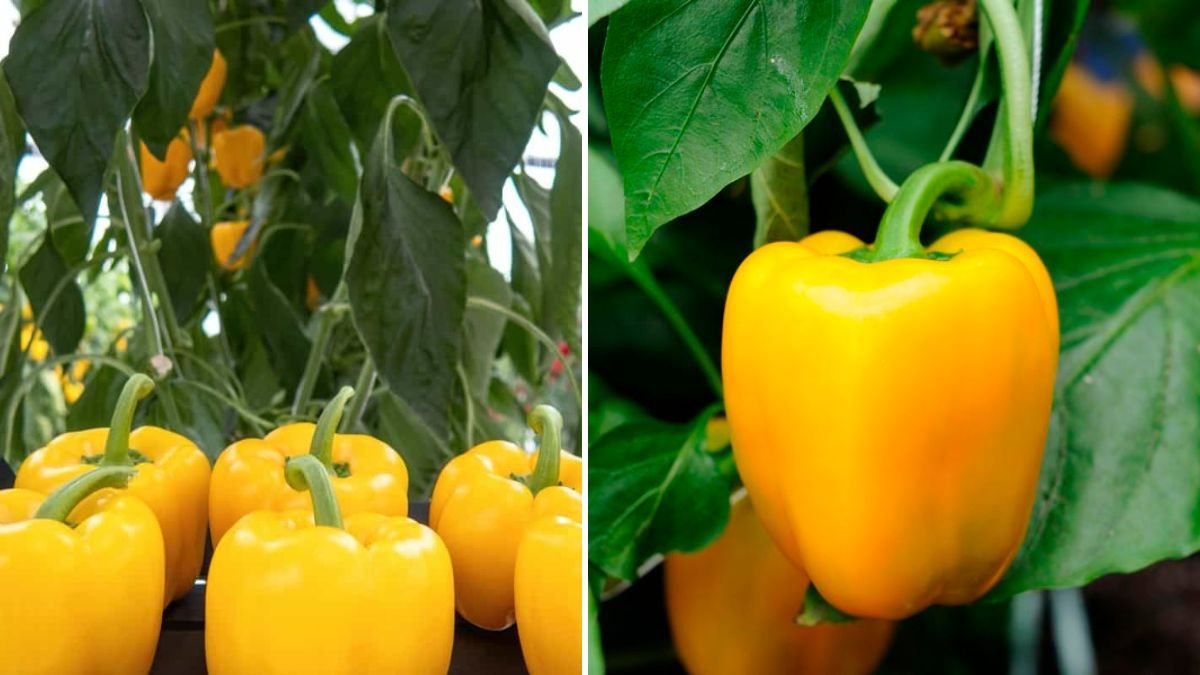 Unveiling the Ultimate Secrets for Thriving Capsicum Compact Plants in Your Garden