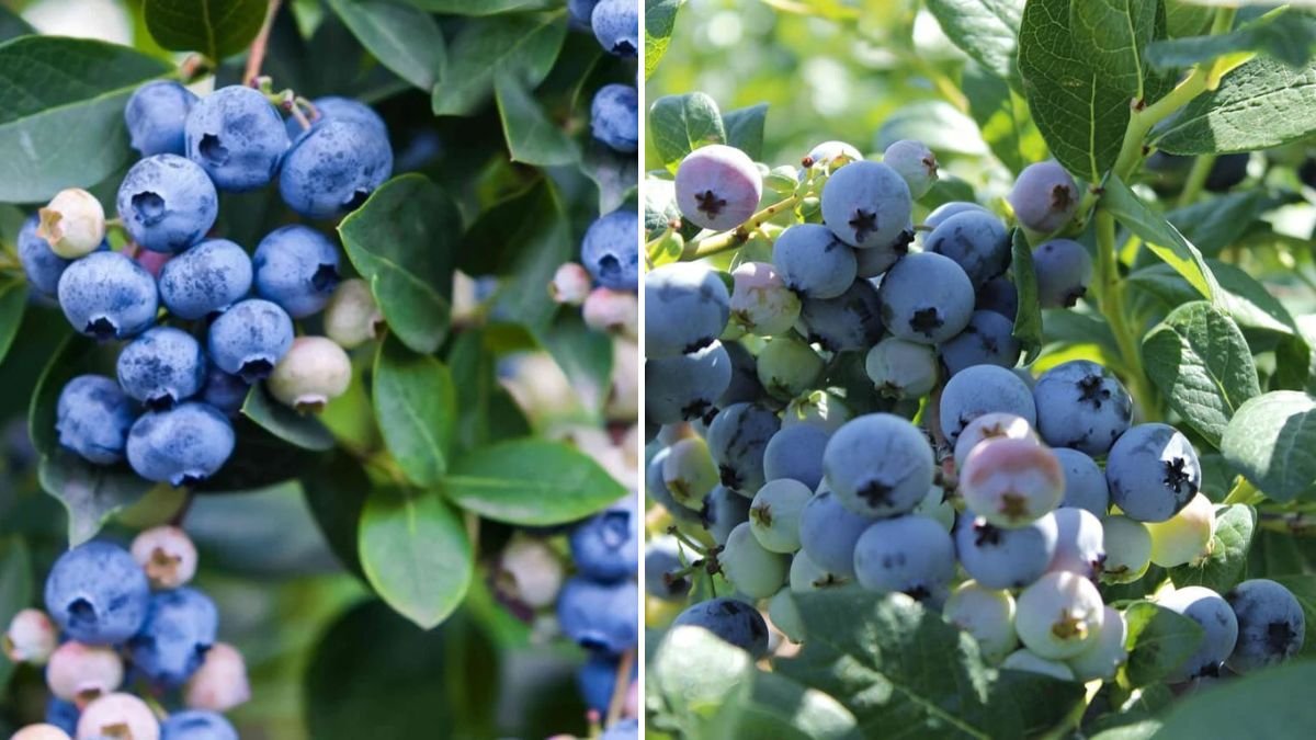 Essential Tips for Growing Blueberries in Containers for a Thriving Garden