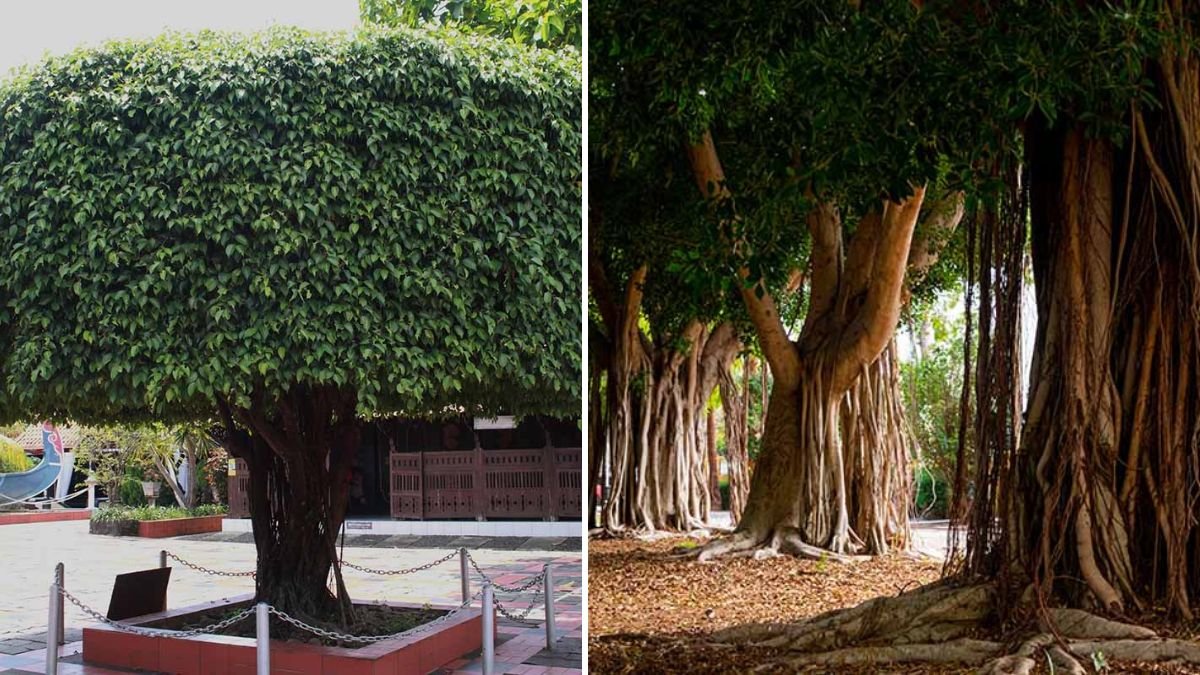 The Ultimate Guide to Cultivating Weeping Fig for Stunning Outdoor Aesthetics