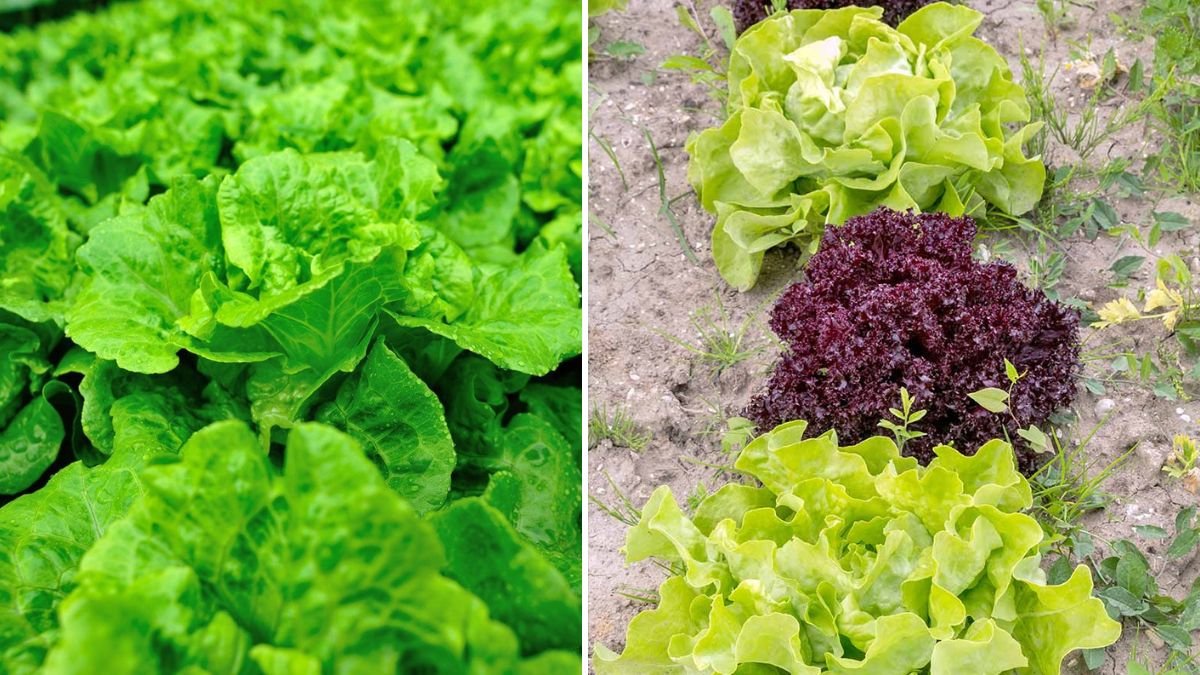 Secrets to Rapid Growth for Green Leaf Lettuce in Your Garden