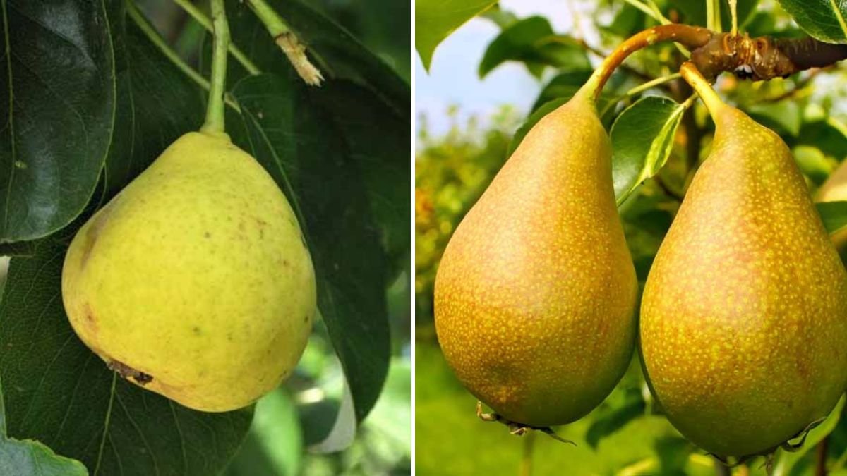How to Grow a Disease Resistant Pear Tree with Simple Steps and Minimal Effort