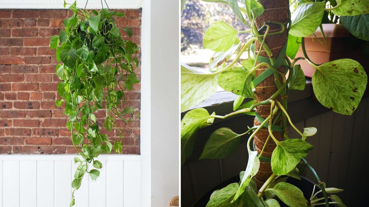 Ultimate Guide to Growing Pothos on a Moss Pole for Thriving Greenery