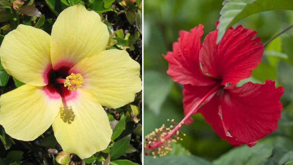 The Ultimate Guide to Successfully Growing Hibiscus in Partial Shade Environments