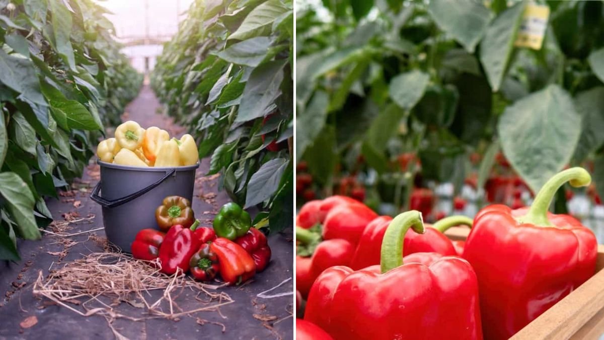 The Simple Method to Successfully Cultivate Capsicum Orange Variety at Home