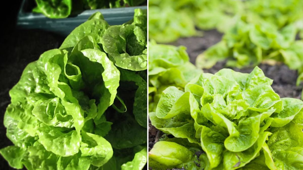 Ultimate Guide to Successfully Growing Leaf Lettuce Indoors Year Round