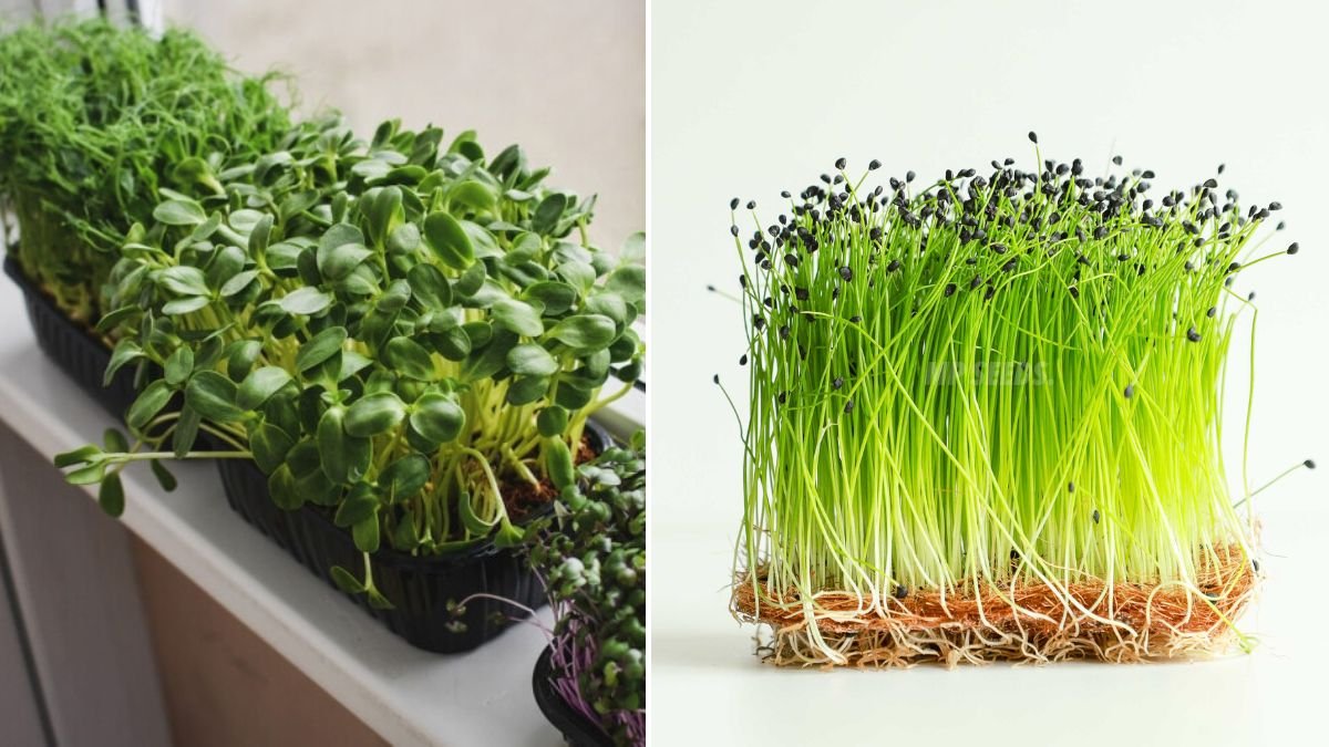 A Complete Guide to Successfully Growing Leek Microgreens in Your Own Home