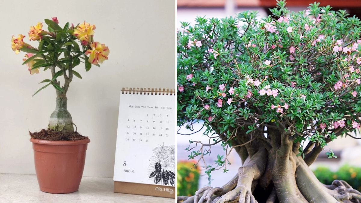 A Comprehensive Guide to Cultivating Desert Rose Adenium Bonsai for Beginners and Enthusiasts Alike