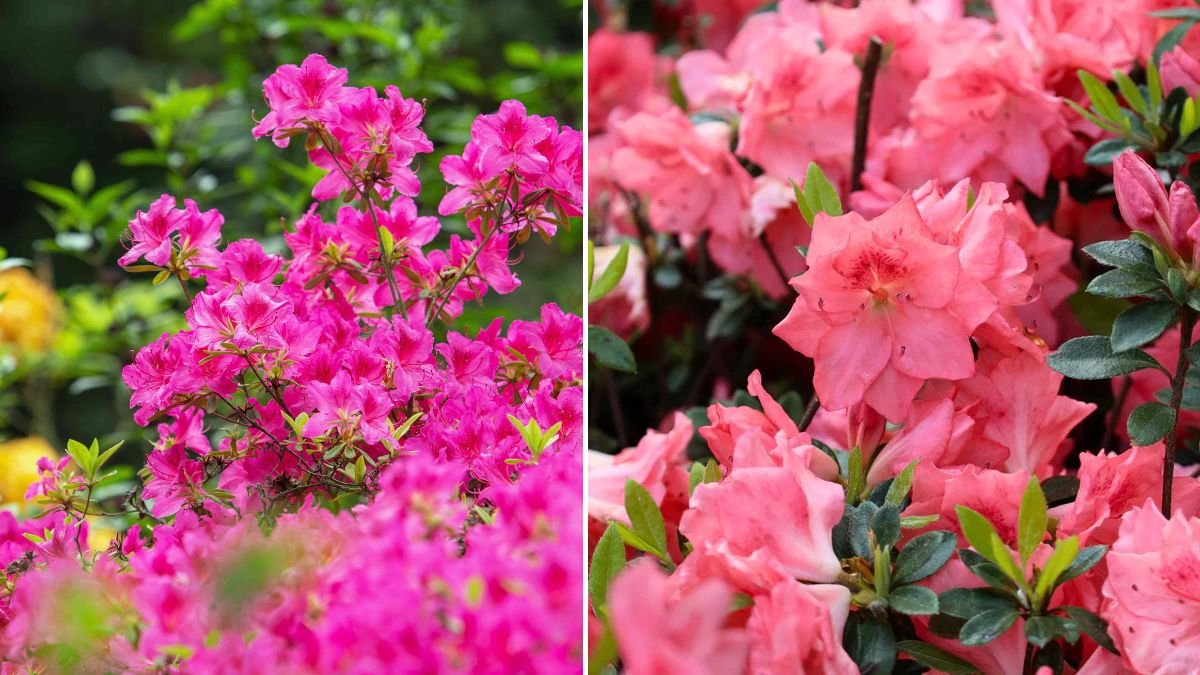 A Simple Guide to Creating Beautiful Azalea Landscape Borders that Thrive in Any Garden