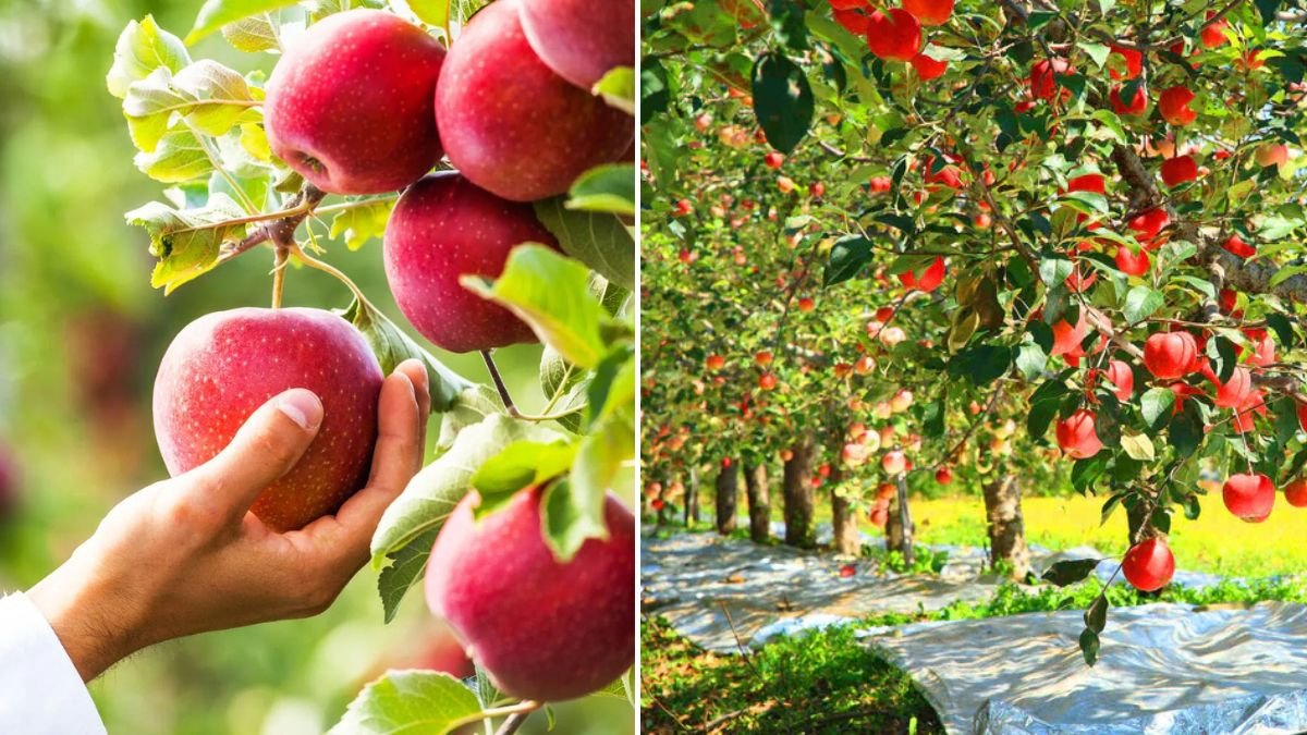 Accelerating Apple Tree Growth Strategies for Faster Fruiting Success