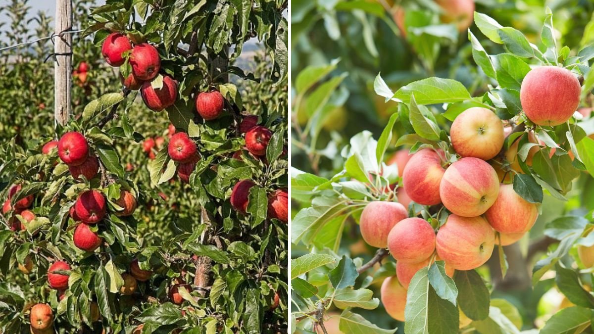 Best Methods for Training Apple Trees in Cold Climate Regions for Maximum Yield